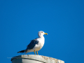 Gaviota patiamarilla - Larus michahellis - Gavià argentat de potes grogues