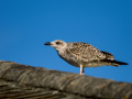 Gaviota patiamarilla - Larus michahellis - Gavià argentat de potes grogues