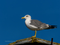 Gaviota patiamarilla - Larus michahellis - Gavià argentat de potes grogues