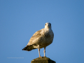Gaviota patiamarilla - Larus michahellis - Gavià argentat de potes grogues