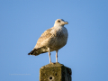 Gaviota patiamarilla - Larus michahellis - Gavià argentat de potes grogues