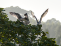 Gaviota patiamarilla - Larus michahellis - Gavià argentat de potes grogues