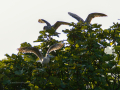 Gaviota patiamarilla - Larus michahellis - Gavià argentat de potes grogues