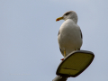 Gaviota patiamarilla - Larus michahellis - Gavià argentat de potes grogues