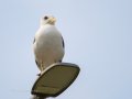 Gaviota patiamarilla - Larus michahellis - Gavià argentat de potes grogues