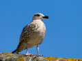 Gaviota patiamarilla - Larus michahellis - Gavià argentat de potes grogues