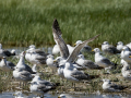 Gaviota patiamarilla - Larus michahellis - Gavià argentat de potes grogues