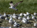 Gaviota patiamarilla - Larus michahellis - Gavià argentat de potes grogues