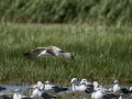 Gaviota patiamarilla - Larus michahellis - Gavià argentat de potes grogues
