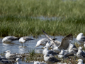 Gaviota patiamarilla - Larus michahellis - Gavià argentat de potes grogues