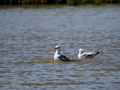 Gaviota patiamarilla - Larus michahellis - Gavià argentat de potes grogues