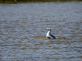 Gaviota patiamarilla - Larus michahellis - Gavià argentat de potes grogues
