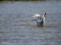 Gaviota patiamarilla - Larus michahellis - Gavià argentat de potes grogues