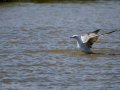 Gaviota patiamarilla - Larus michahellis - Gavià argentat de potes grogues