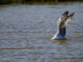Gaviota patiamarilla - Larus michahellis - Gavià argentat de potes grogues