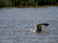 Gaviota patiamarilla - Larus michahellis - Gavià argentat de potes grogues