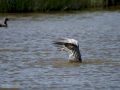Gaviota patiamarilla - Larus michahellis - Gavià argentat de potes grogues