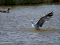 Gaviota patiamarilla - Larus michahellis - Gavià argentat de potes grogues