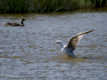 Gaviota patiamarilla - Larus michahellis - Gavià argentat de potes grogues