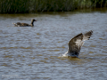 Gaviota patiamarilla - Larus michahellis - Gavià argentat de potes grogues