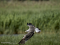 Gaviota patiamarilla - Larus michahellis - Gavià argentat de potes grogues