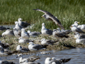 Gaviota patiamarilla - Larus michahellis - Gavià argentat de potes grogues