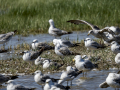 Gaviota patiamarilla - Larus michahellis - Gavià argentat de potes grogues