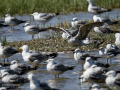 Gaviota patiamarilla - Larus michahellis - Gavià argentat de potes grogues