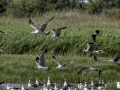 Gaviota patiamarilla - Larus michahellis - Gavià argentat de potes grogues