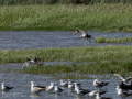 Gaviota patiamarilla - Larus michahellis - Gavià argentat de potes grogues