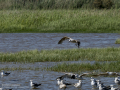 Gaviota patiamarilla - Larus michahellis - Gavià argentat de potes grogues