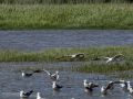 Gaviota patiamarilla - Larus michahellis - Gavià argentat de potes grogues