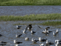 Gaviota patiamarilla - Larus michahellis - Gavià argentat de potes grogues