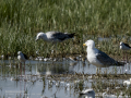 Gaviota patiamarilla - Larus michahellis - Gavià argentat de potes grogues
