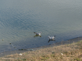 Gaviota Patiamarilla