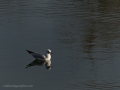 Gaviota Patiamarilla