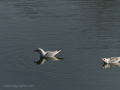 Gaviota Patiamarilla