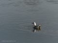 Gaviota Patiamarilla