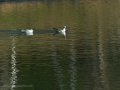 Gaviota Patiamarilla