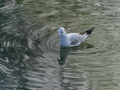 Gaviota Patiamarilla