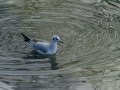 Gaviota Patiamarilla