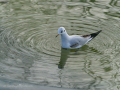 Gaviota Patiamarilla