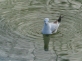 Gaviota Patiamarilla