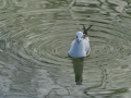 Gaviota Patiamarilla