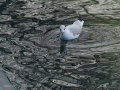 Gaviota Patiamarilla