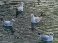 Gaviota Patiamarilla