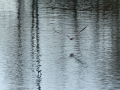 Gaviota Patiamarilla
