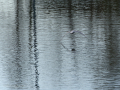 Gaviota Patiamarilla