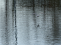 Gaviota Patiamarilla