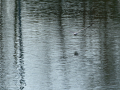 Gaviota Patiamarilla
